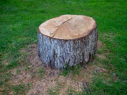 Professional Tree Care in Trenton, FL